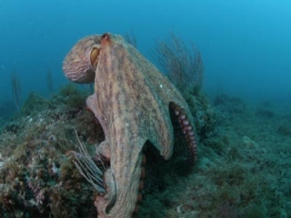 Encuentro con el pulpo Paul en Palavas les Flots 